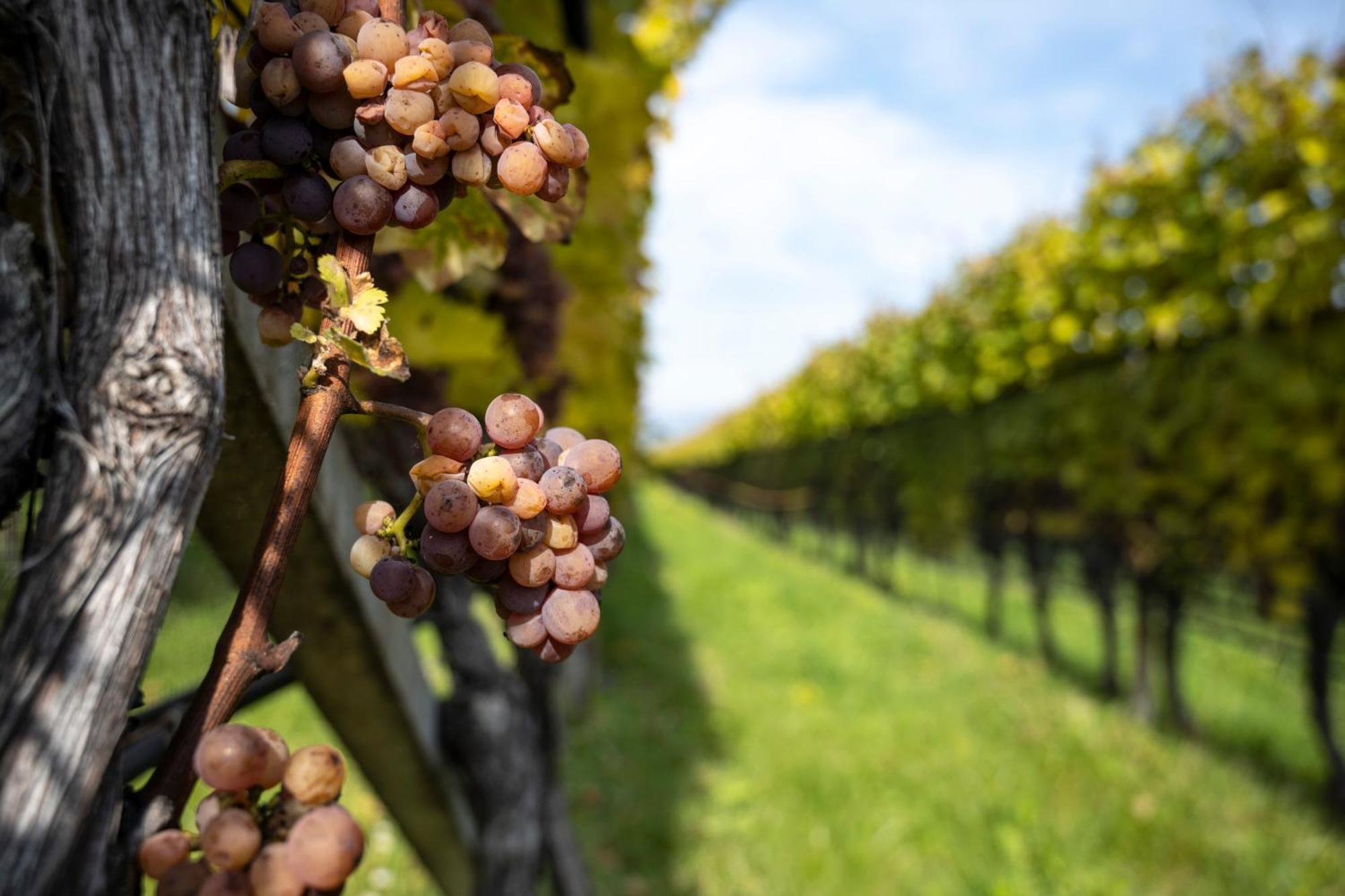 Hotel Girlanerhof Appiano Sulla Strada Del Vino Bagian luar foto